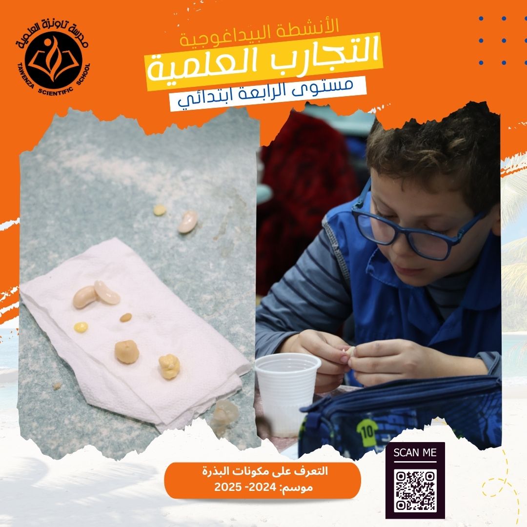 اكتشاف أجزاء البذرة